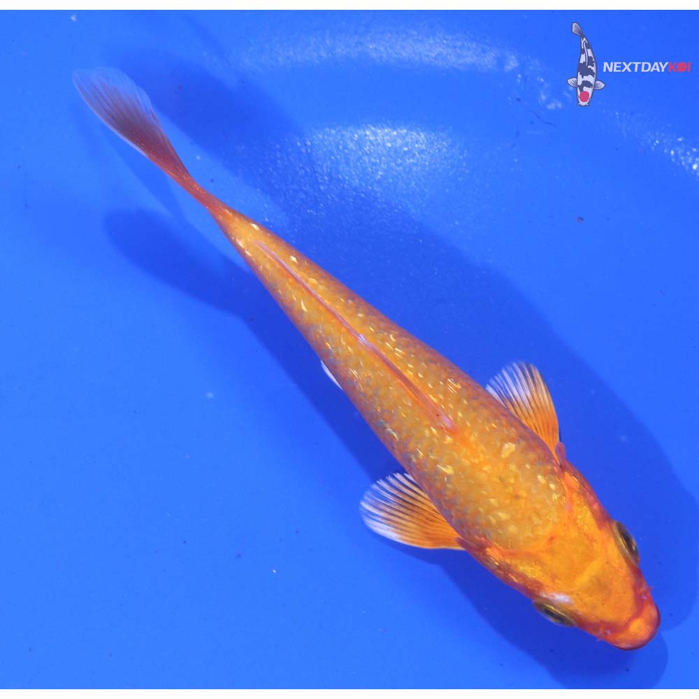 4” Imported Gin Rin Orenji Ogon