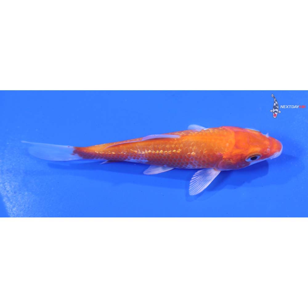 4” Imported Gin Rin Hariwake