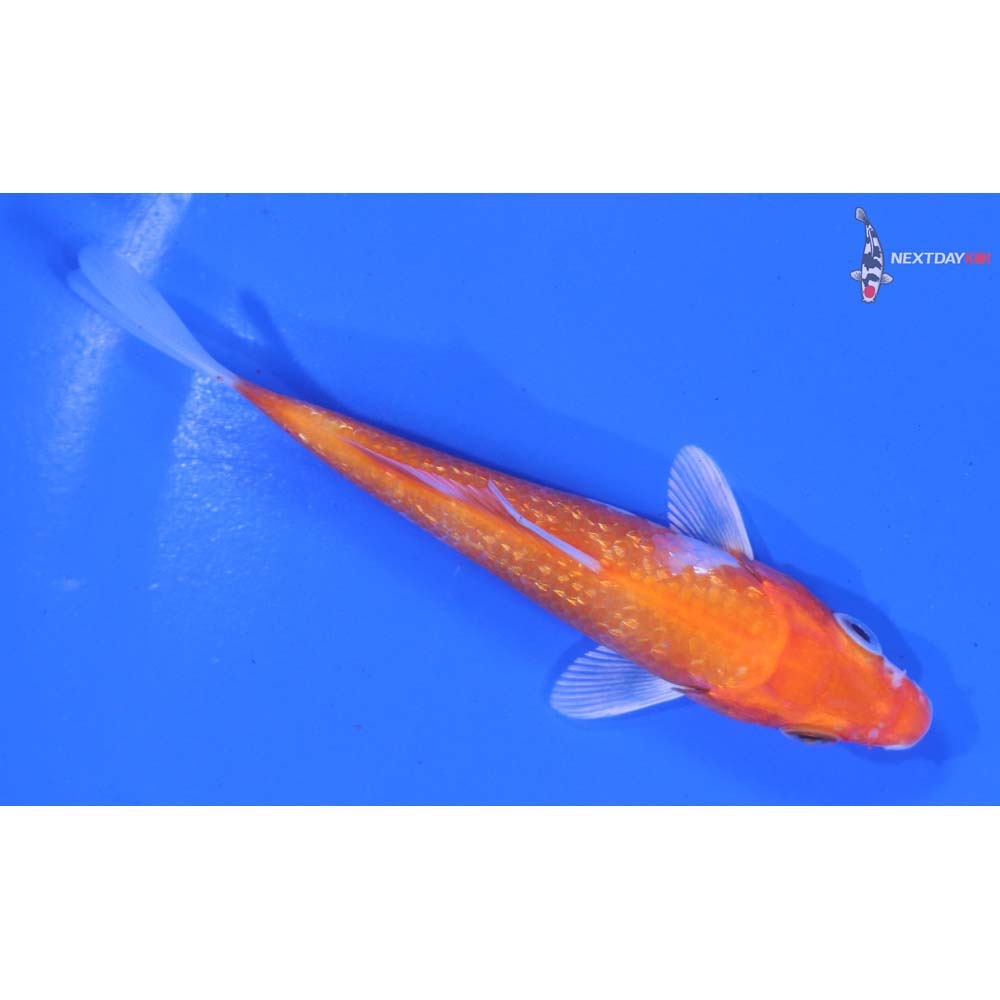 4” Imported Gin Rin Hariwake