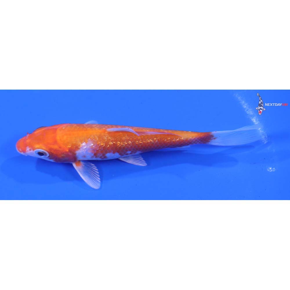 4” Imported Gin Rin Hariwake