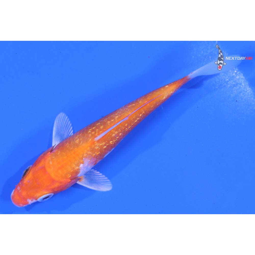 4” Imported Gin Rin Hariwake