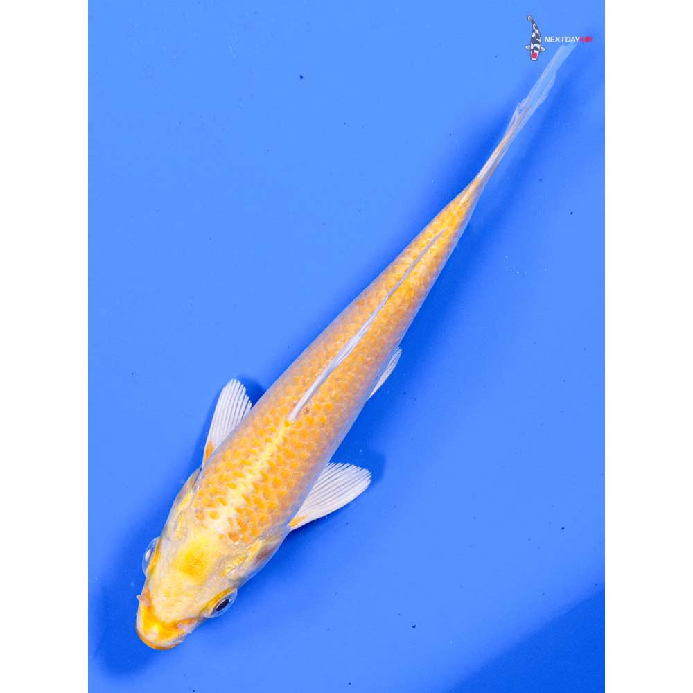 5” Imported Yamabuki Ogon