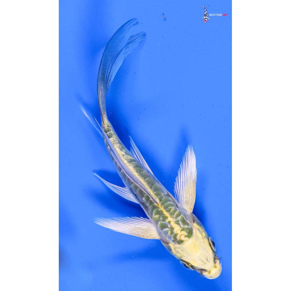 4.5” Imported Doitsu Ki Matsuba Butterfly Koi