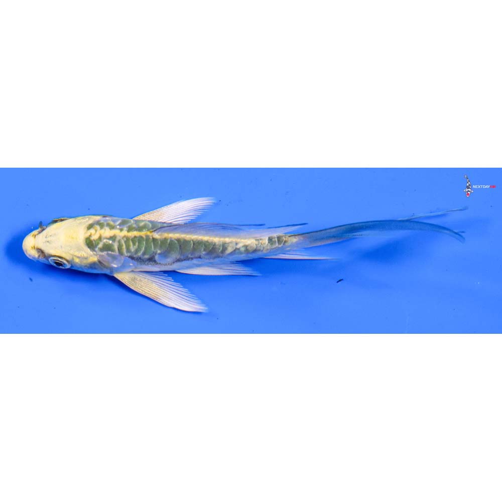 4.5” Imported Doitsu Ki Matsuba Butterfly Koi