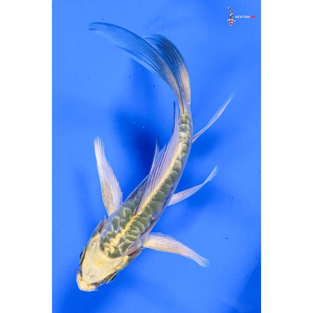 4.5” Imported Doitsu Ki Matsuba Butterfly Koi