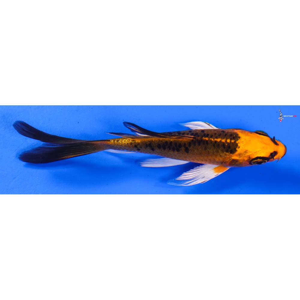 4.5” Imported Orenji Matsuba Butterfly Koi