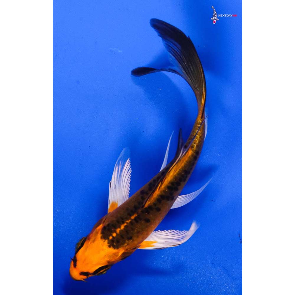 4.5” Imported Orenji Matsuba Butterfly Koi