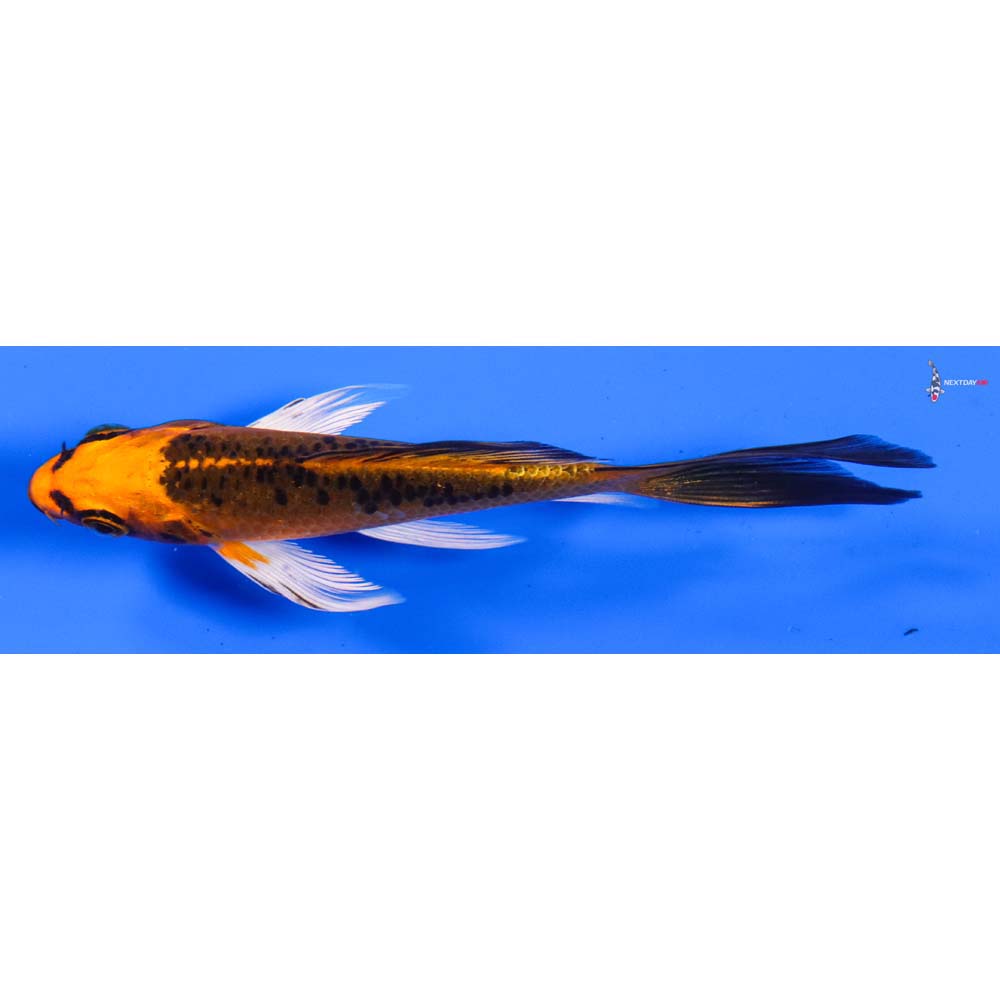 4.5” Imported Orenji Matsuba Butterfly Koi