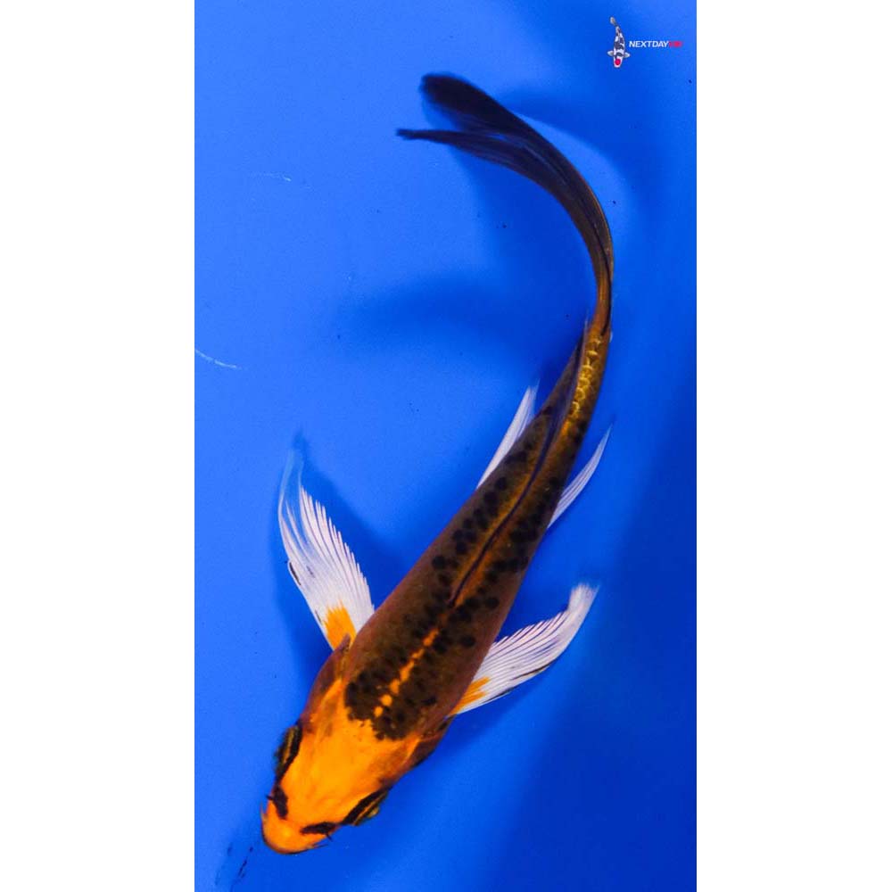 4.5” Imported Orenji Matsuba Butterfly Koi