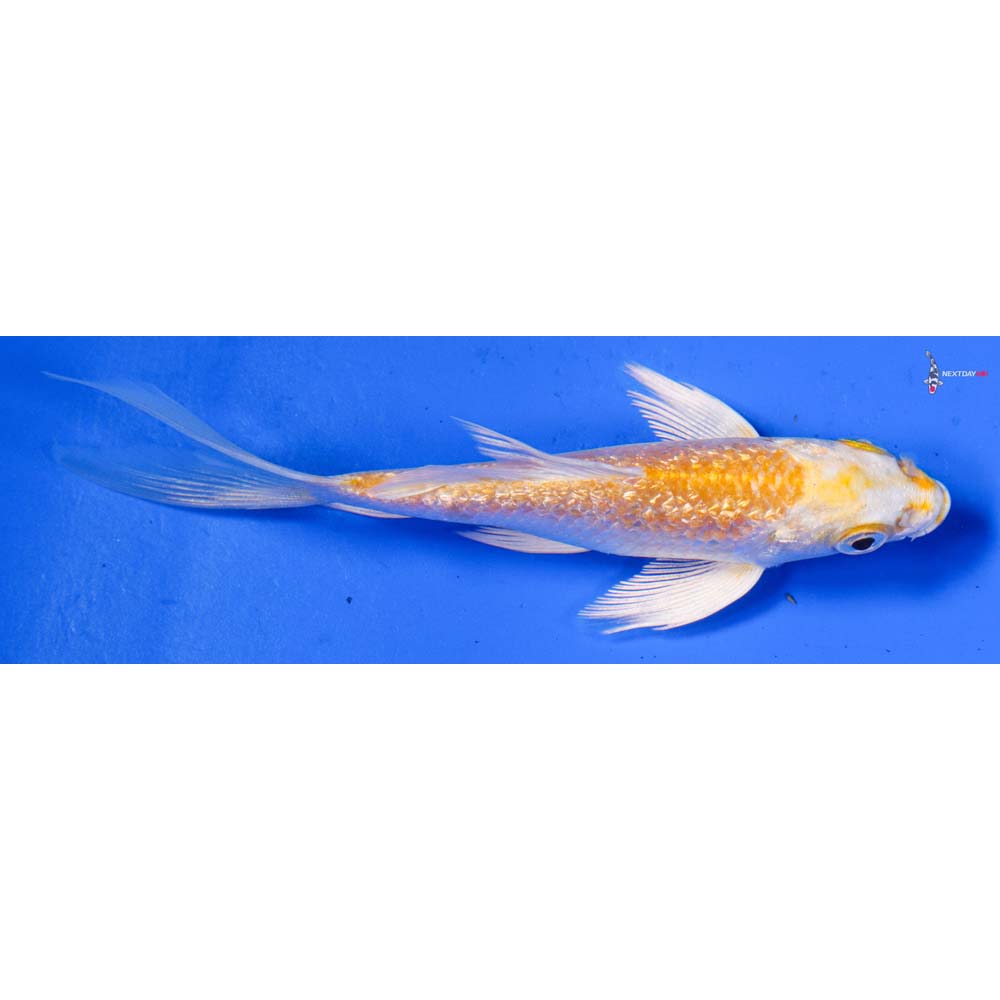 4.5” Imported Gin Rin Lemon Hariwake Butterfly Koi