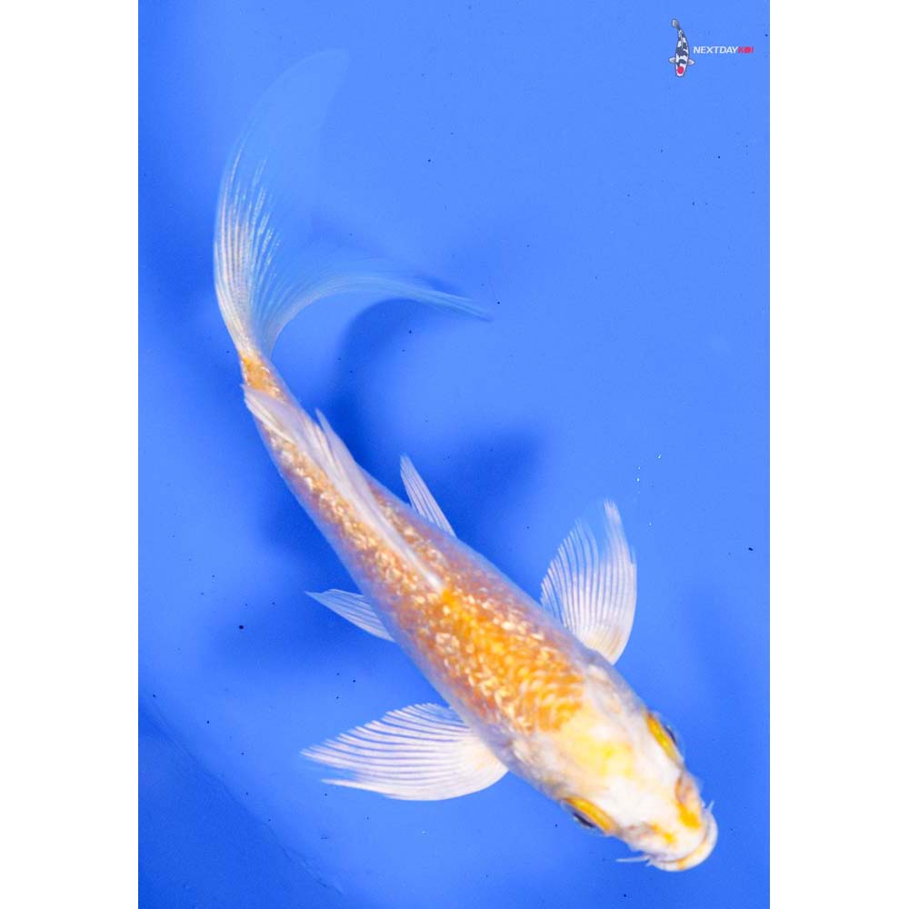 4.5” Imported Gin Rin Lemon Hariwake Butterfly Koi