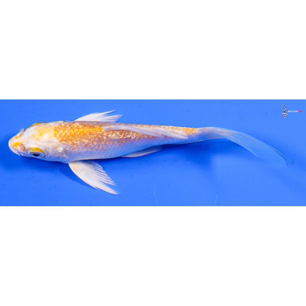 4.5” Imported Gin Rin Lemon Hariwake Butterfly Koi