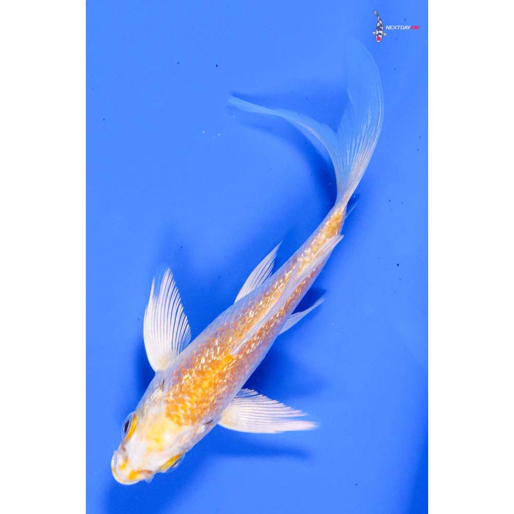 4.5” Imported Gin Rin Lemon Hariwake Butterfly Koi