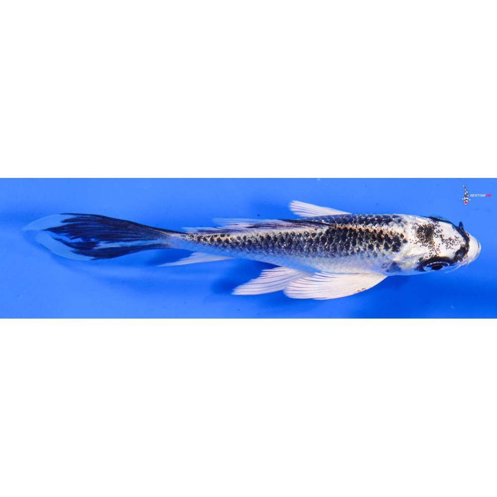 4.5” Imported Gin Matsuba Butterfly Koi