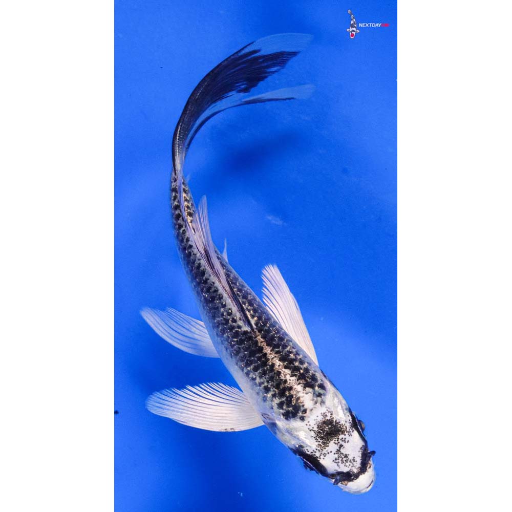 4.5” Imported Gin Matsuba Butterfly Koi