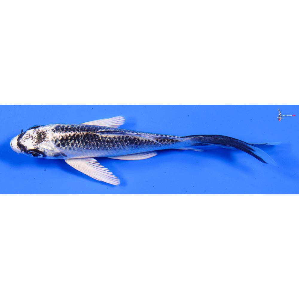 4.5” Imported Gin Matsuba Butterfly Koi