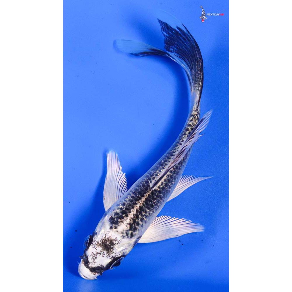 4.5” Imported Gin Matsuba Butterfly Koi