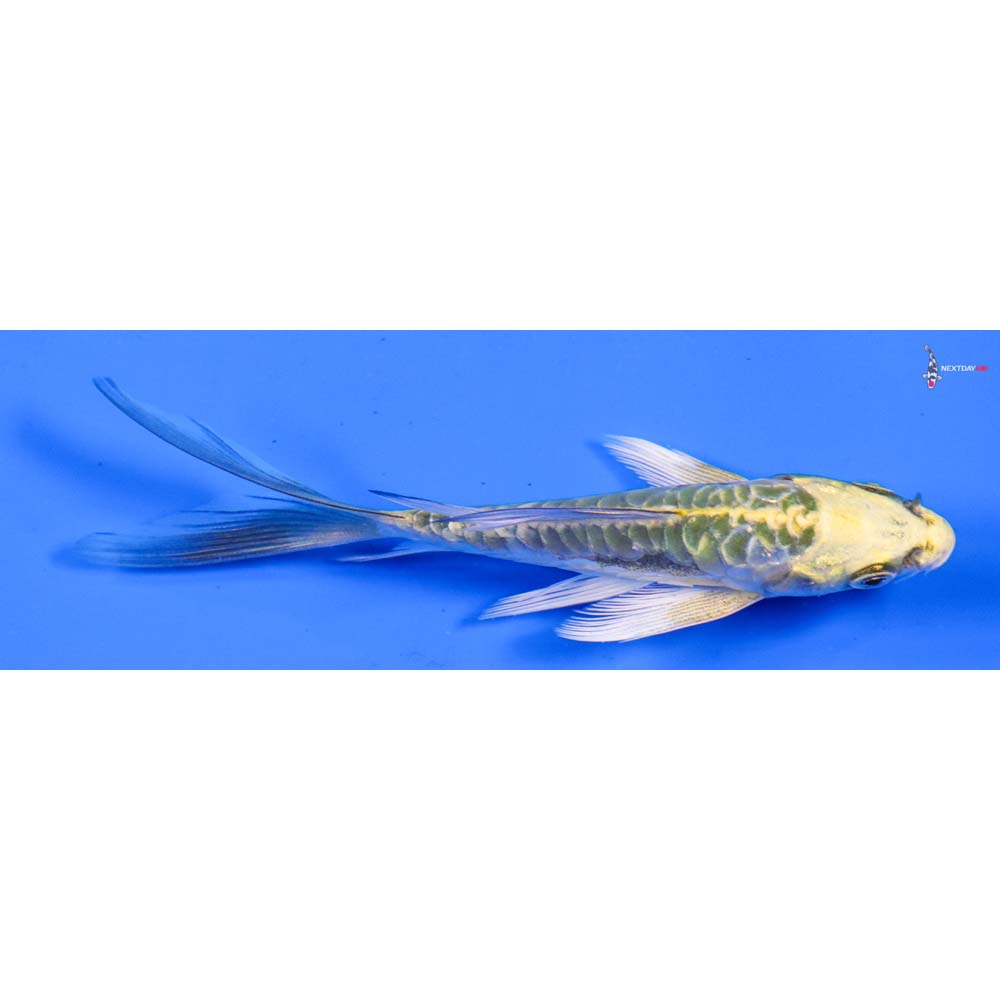 4.5” Imported Doitsu Ki Matsuba Butterfly Koi