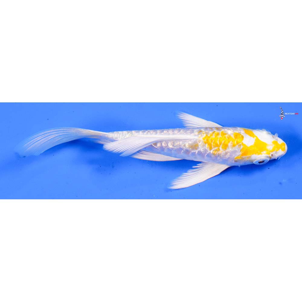 5” Imported Armor Scaled Gin Rin Lemon Hariwake Butterfly Koi