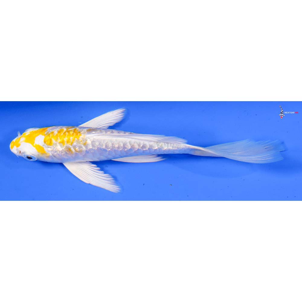 5” Imported Armor Scaled Gin Rin Lemon Hariwake Butterfly Koi