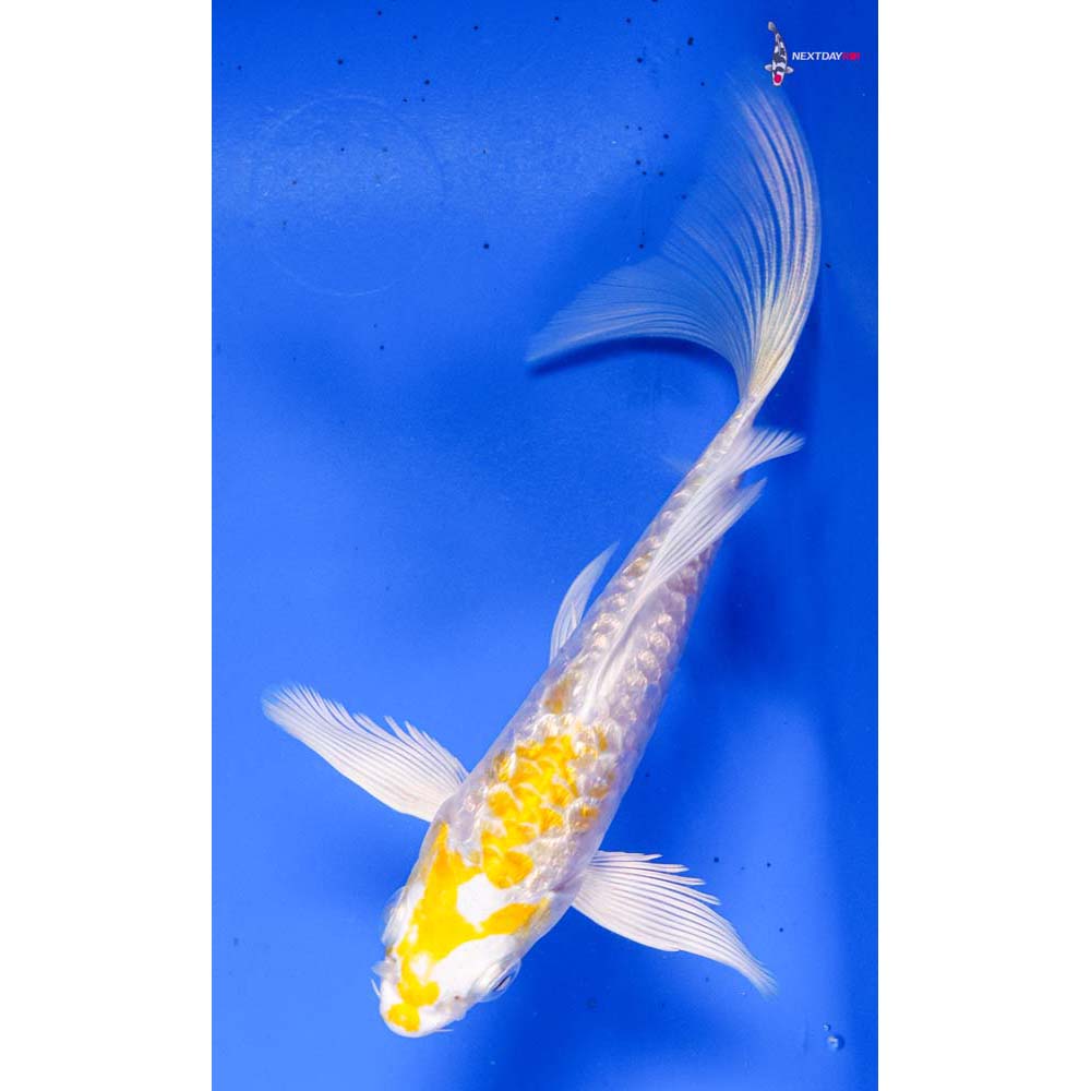 5” Imported Armor Scaled Gin Rin Lemon Hariwake Butterfly Koi