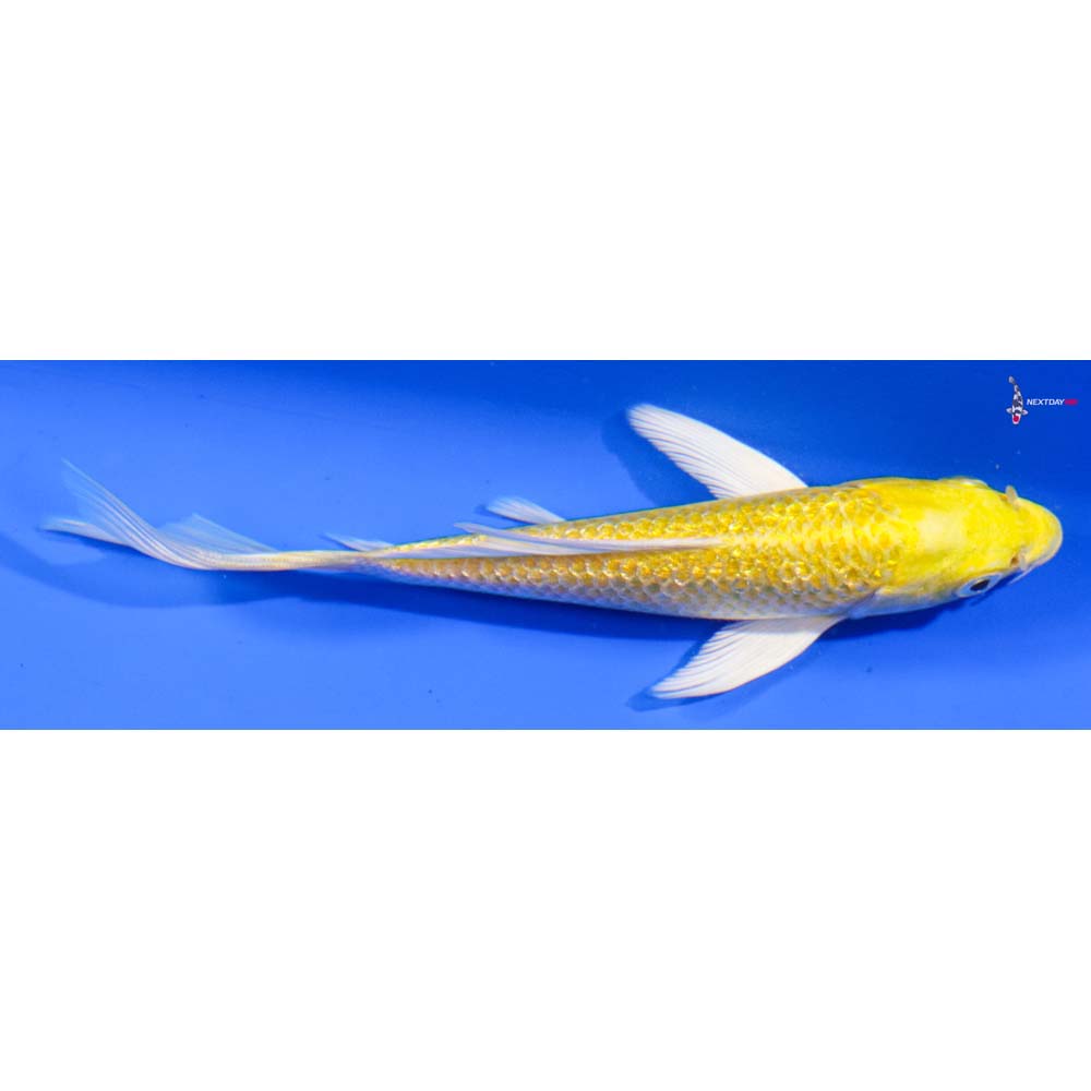 5.5” Imported Gin Rin Yamabuki Ogon Butterfly Koi
