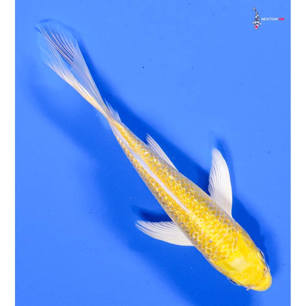 5.5” Imported Gin Rin Yamabuki Ogon Butterfly Koi