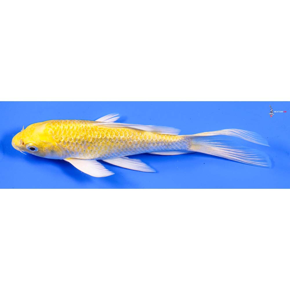 5.5” Imported Gin Rin Yamabuki Ogon Butterfly Koi