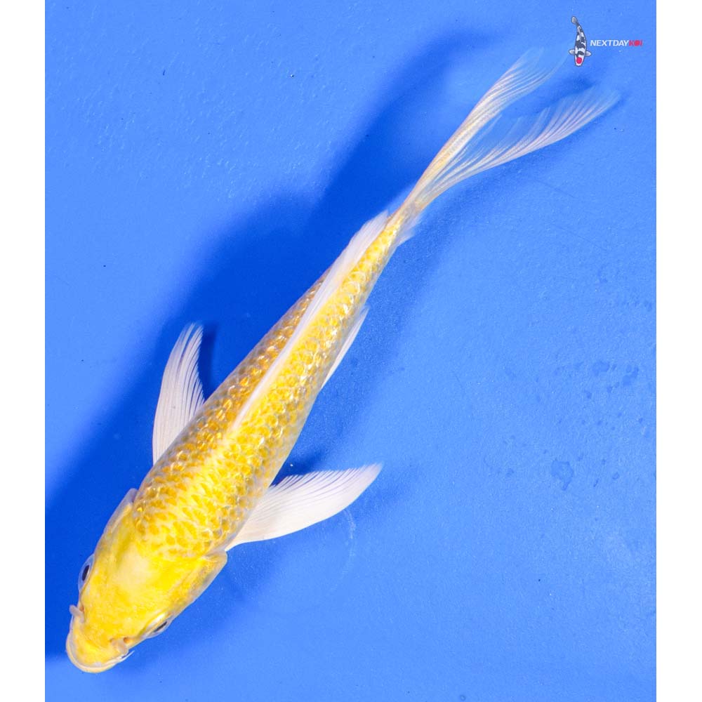 5.5” Imported Gin Rin Yamabuki Ogon Butterfly Koi