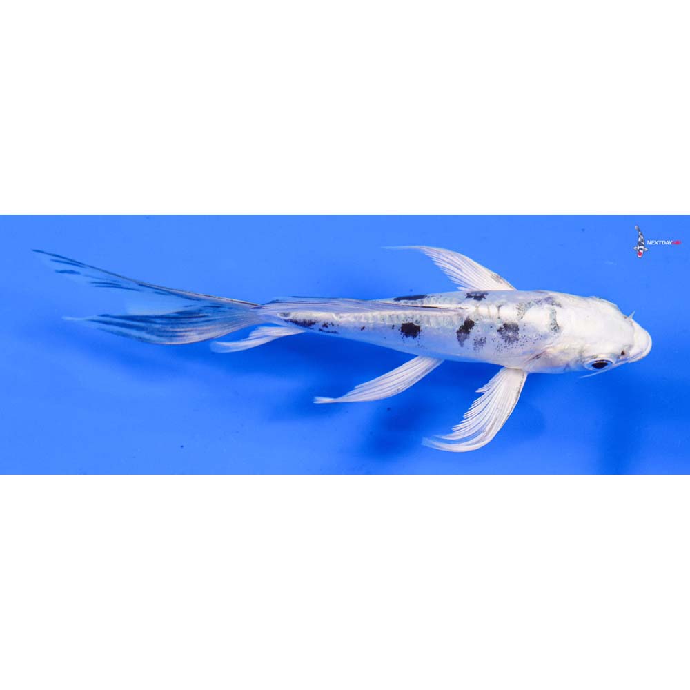 5” Imported Doitsu Gin Shiro Bekko Butterfly Koi