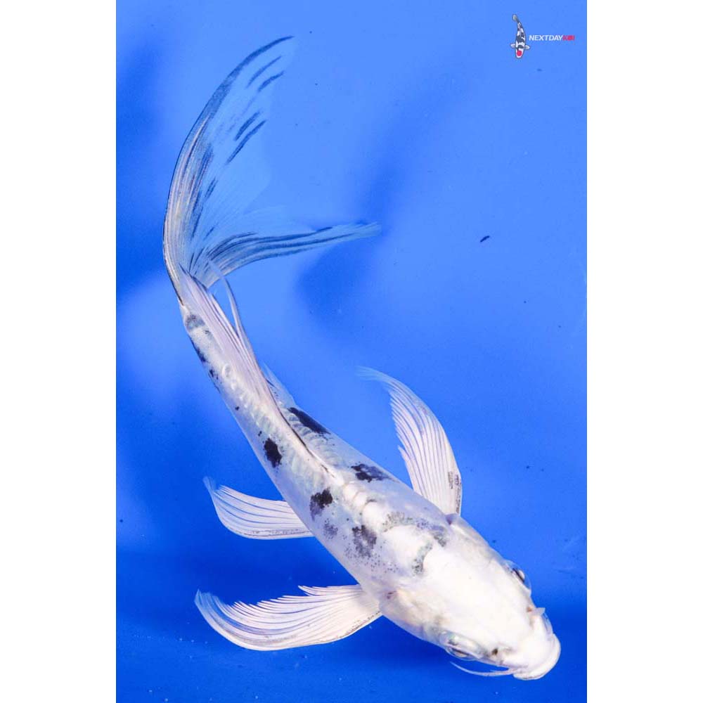 5” Imported Doitsu Gin Shiro Bekko Butterfly Koi