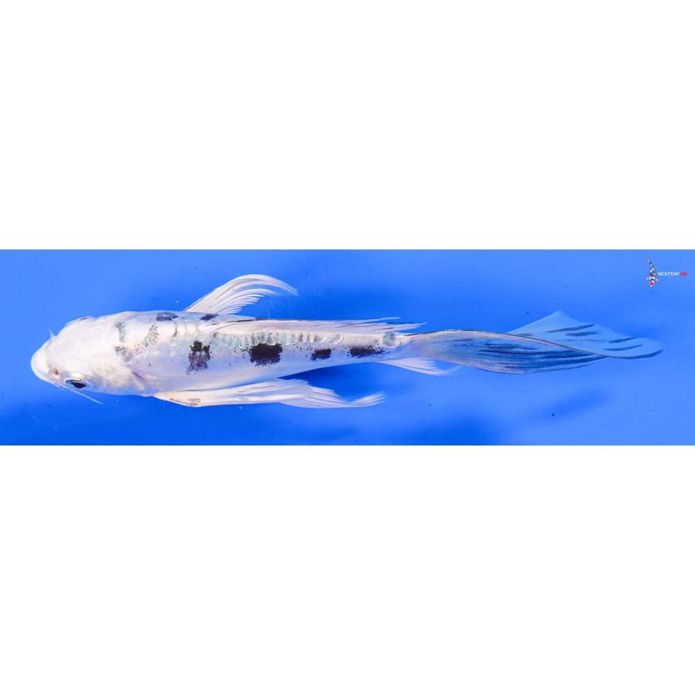 5” Imported Doitsu Gin Shiro Bekko Butterfly Koi
