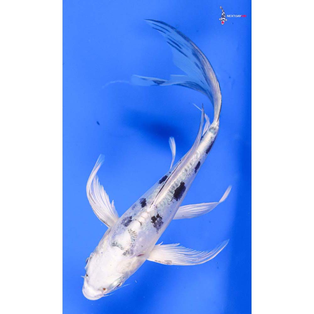 5” Imported Doitsu Gin Shiro Bekko Butterfly Koi