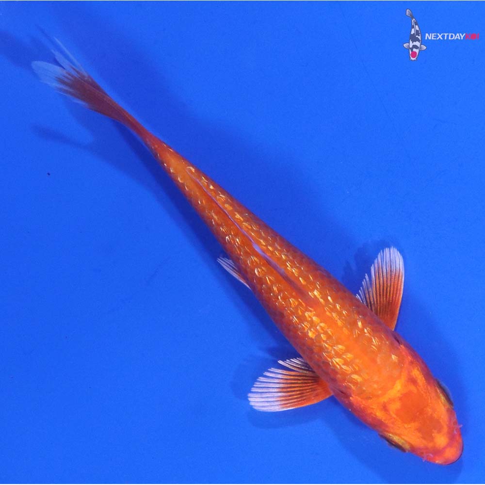 3.5” Imported Gin Rin Orenji Ogon