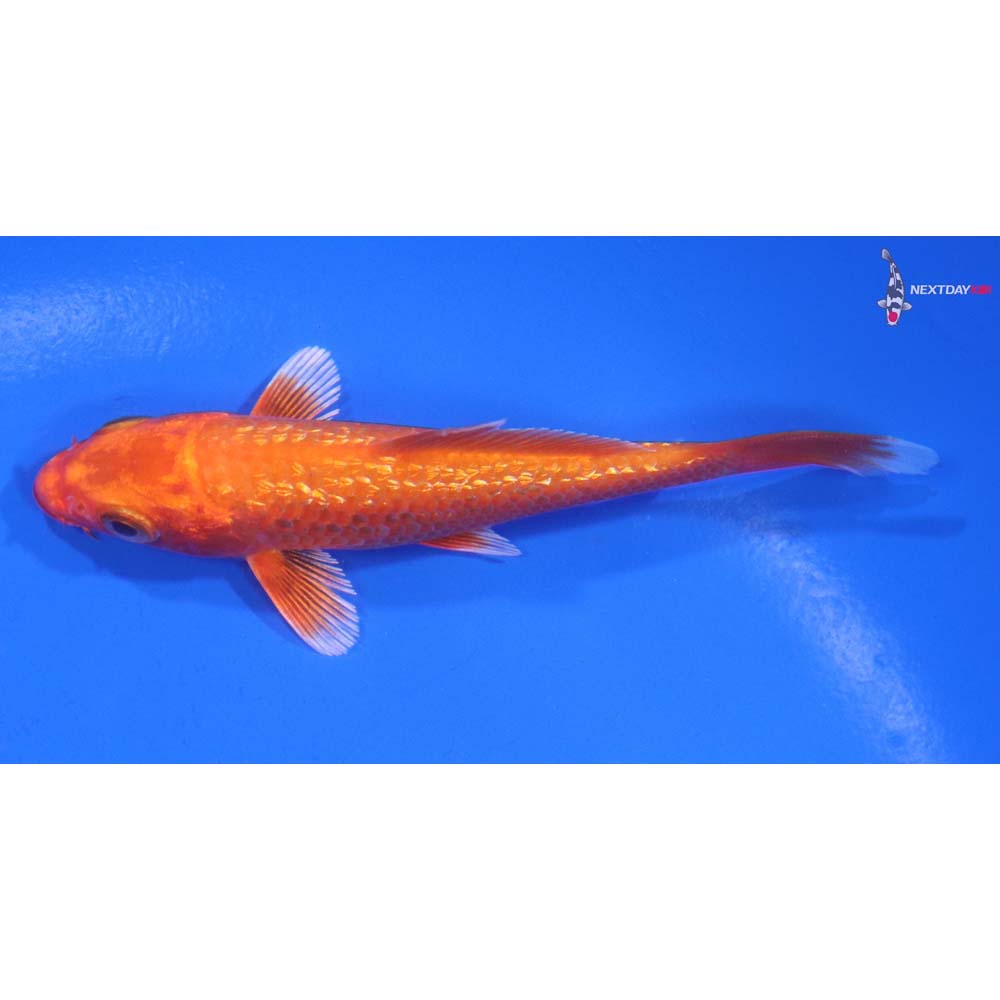 3.5” Imported Gin Rin Orenji Ogon