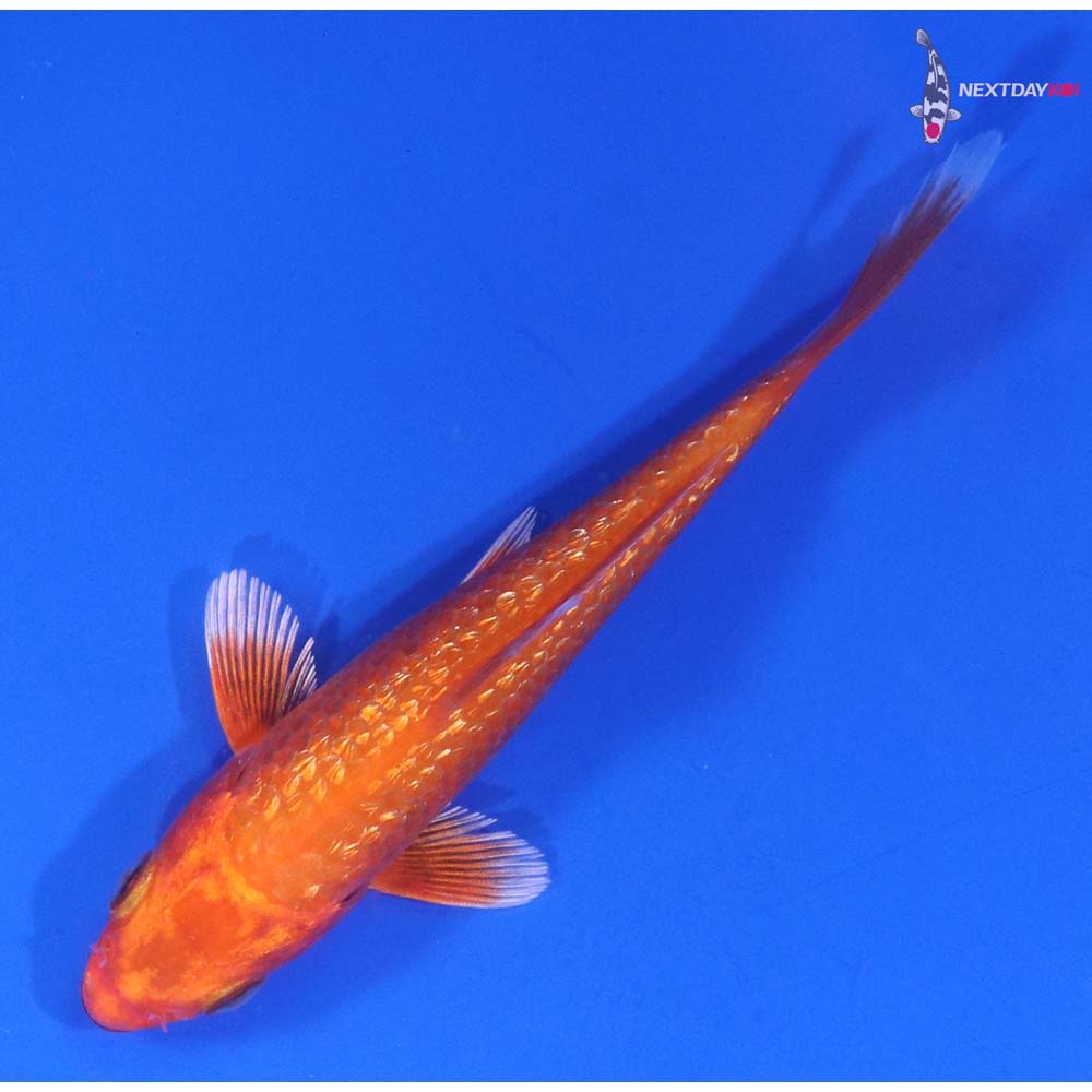 3.5” Imported Gin Rin Orenji Ogon