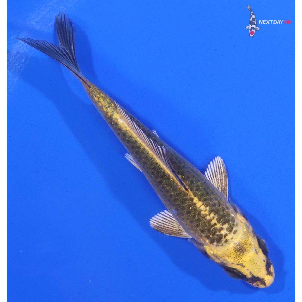 4” Imported Ki Matsuba