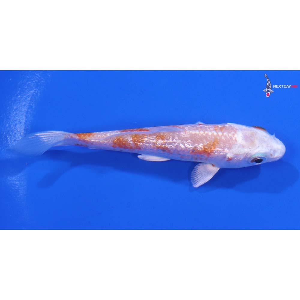 3.5” Imported Gin Rin Hariwake