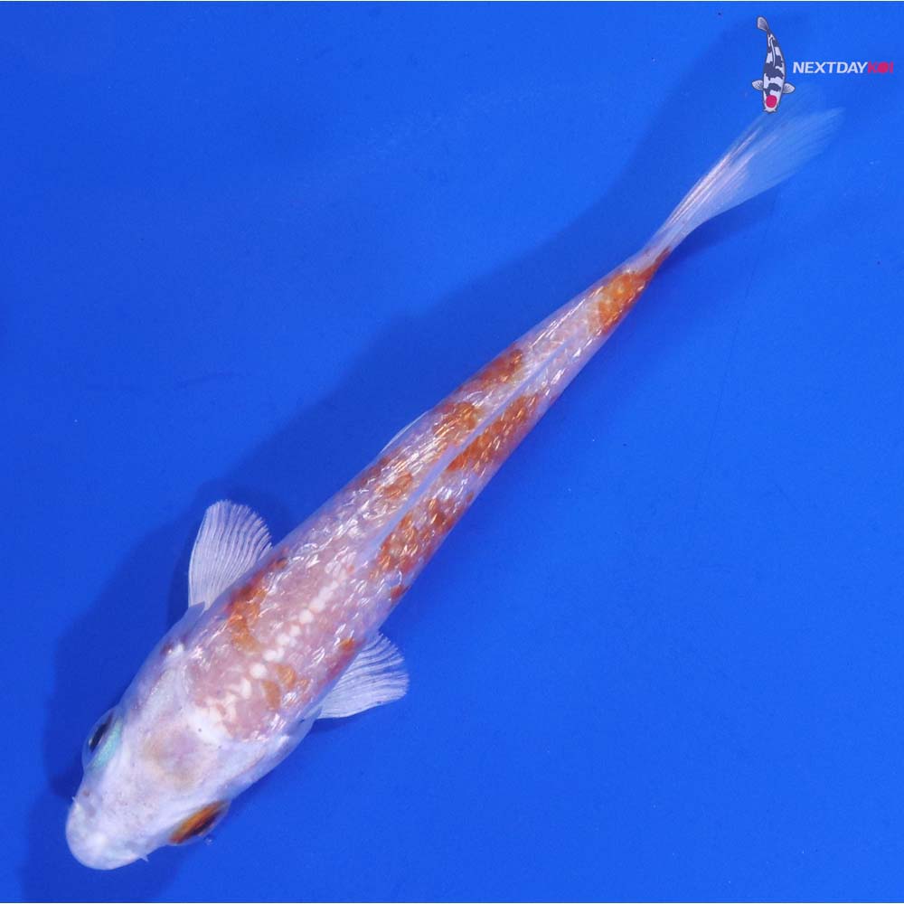 3.5” Imported Gin Rin Hariwake