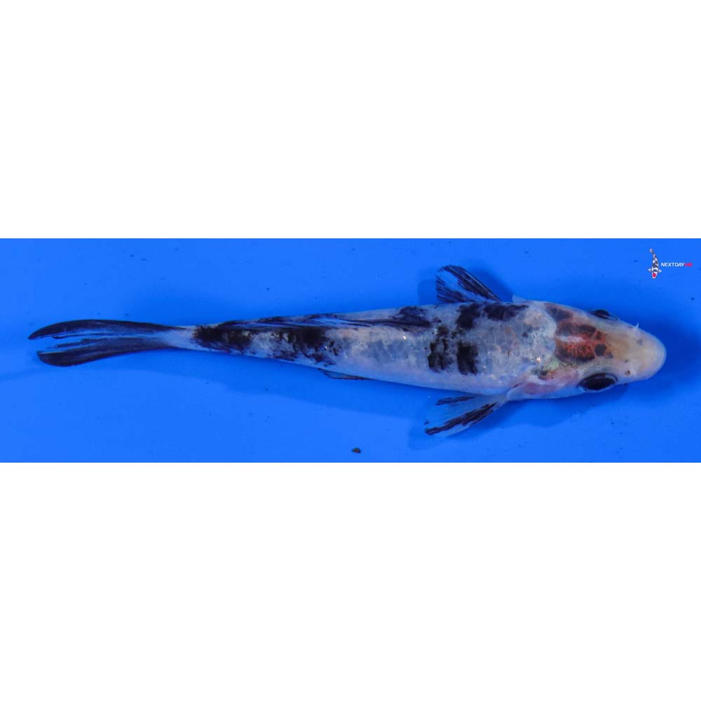 3.5” Imported Shiro Bekko