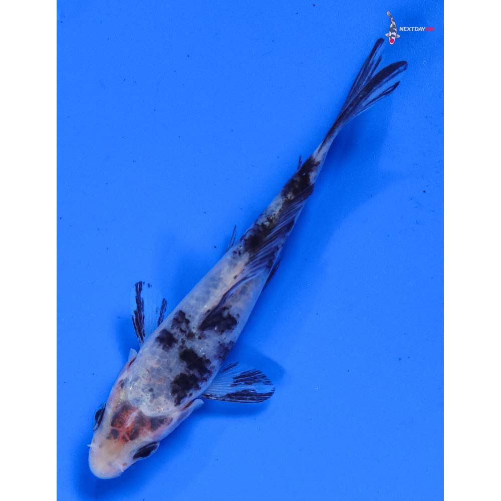 3.5” Imported Shiro Bekko