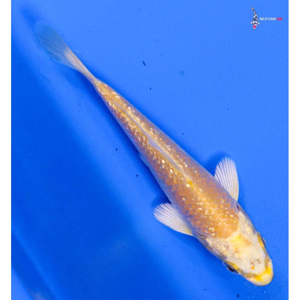 3.5” Imported Gin Rin Yamabuki Ogon