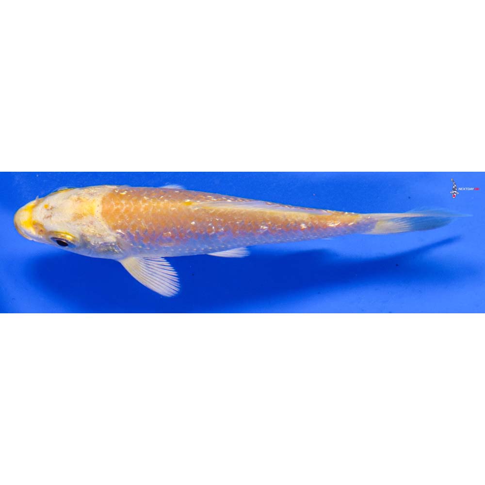 3.5” Imported Gin Rin Yamabuki Ogon