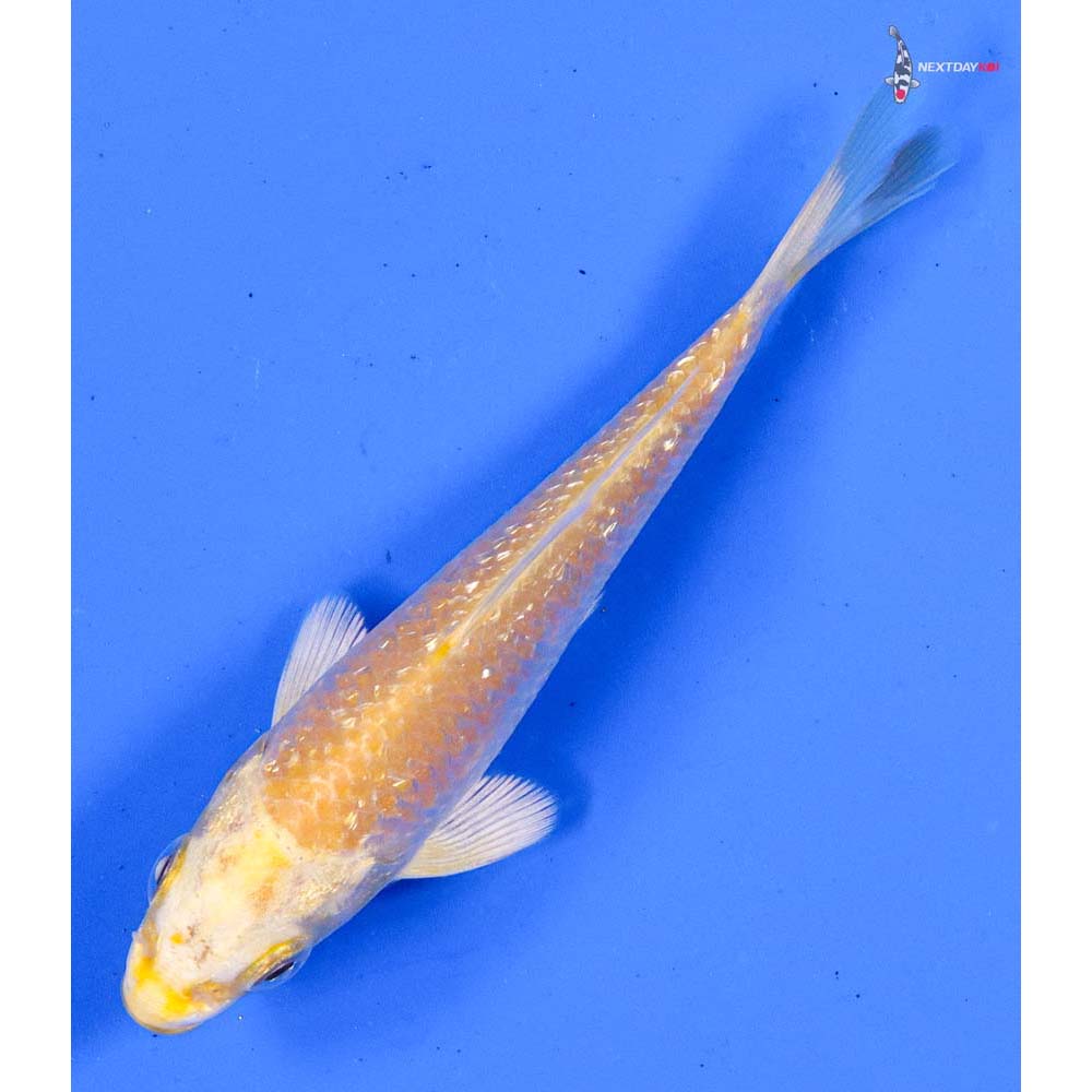 3.5” Imported Gin Rin Yamabuki Ogon