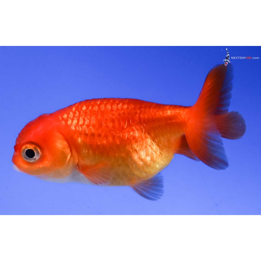 2.5” Imported Red Ranchu