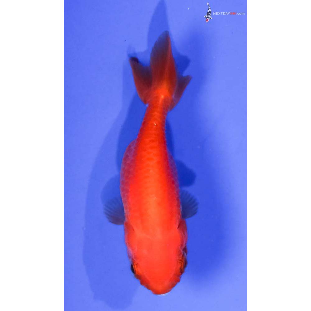 2.5” Imported Red Ranchu