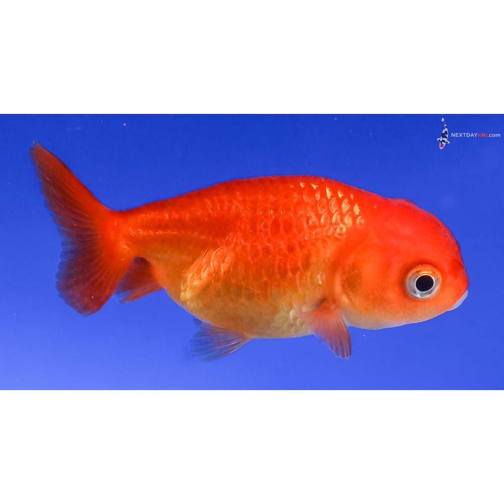 2.5” Imported Red Ranchu
