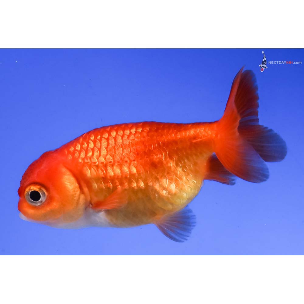 2.5” Imported Red Ranchu