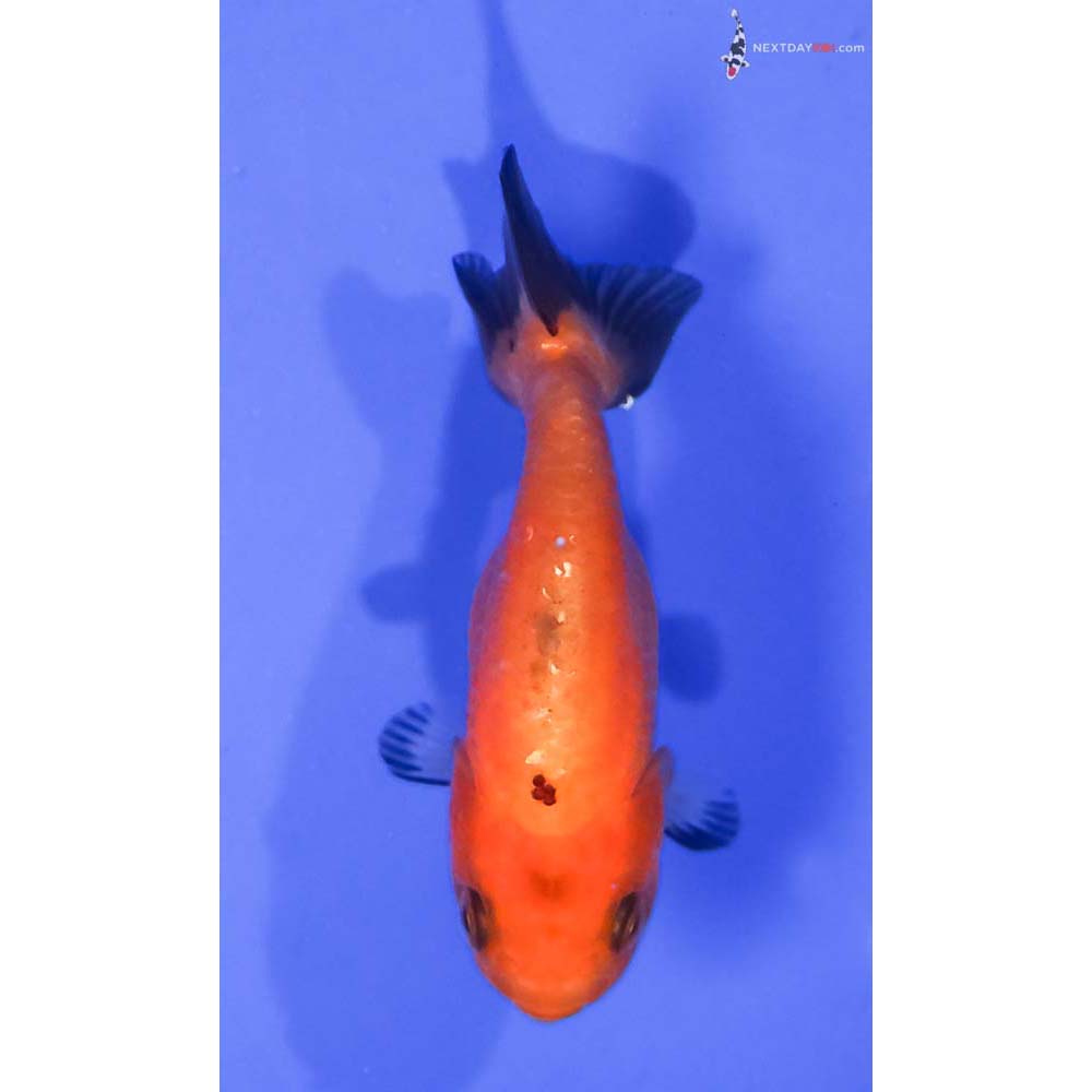 2.5” Imported Red and Black Ranchu