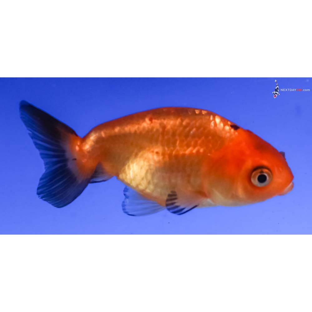 2.5” Imported Red and Black Ranchu